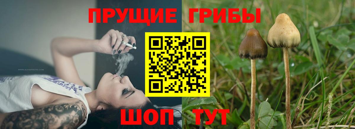Галлюциногенные грибы Psilocybe Элиста